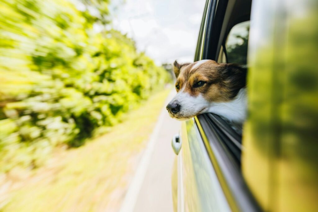 Mit dem Hund auf Reisen